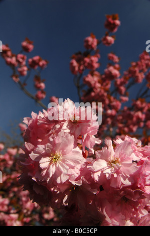 Kirschblüte-England Stockfoto