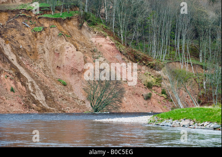 Großen Erdrutsch im April 2008 am Ostufer des River Spey in Ordiquish in der Nähe von Fochabers in Moray, Schottland, Vereinigtes Königreich Stockfoto