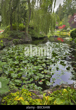 Ein Teich im Park war mit Lilien und einem rosa Bäumchen an Küste überwuchert. Stockfoto