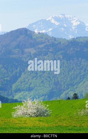 Blühender Apfelbaum im Frühling, Triesen LI Stockfoto