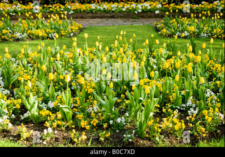 Formale Frühling blühenden Beeten gelbe Tulpen und Stiefmütterchen in den Stadtgärten, Swindon, Wiltshire, England, UK Stockfoto