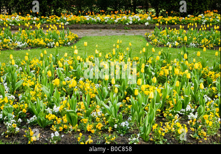 Formale Frühling blühenden Beeten gelbe Tulpen und Stiefmütterchen in den Stadtgärten, Swindon, Wiltshire, England, UK Stockfoto