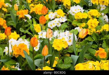 Tulpen Orange und gelb, weiß und orange Primeln oder Primeln in einer gemischten Frühling-Grenze. Stockfoto