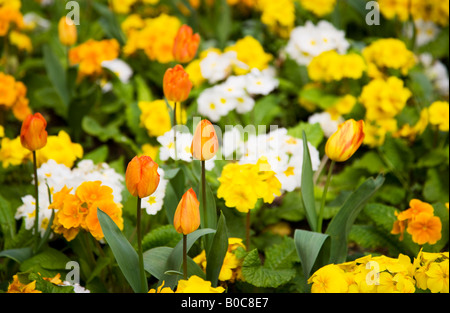 Tulpen Orange und gelb, weiß und orange Primeln oder Primeln in einer gemischten Frühling-Grenze. Stockfoto