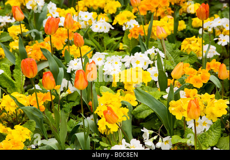 Tulpen Orange und gelb, weiß und orange Primeln oder Primeln in einer gemischten Frühling-Grenze. Stockfoto