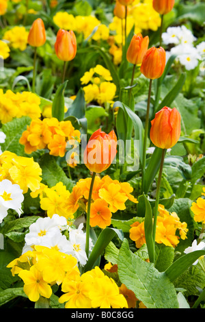 Tulpen Orange und gelb, weiß und orange Primeln oder Primeln in einer gemischten Frühling-Grenze. Stockfoto