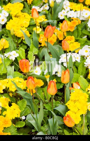 Tulpen Orange und gelb, weiß und orange Primeln oder Primeln in einer gemischten Frühling-Grenze. Stockfoto