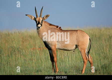 A eine seltene roan Antilope (Hippotragus Spitzfußhaltung), Südafrika Stockfoto