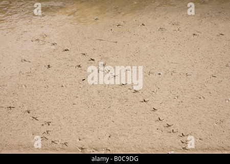 Fußabdrücke hinterlassen Watvögel im nassen sand Stockfoto