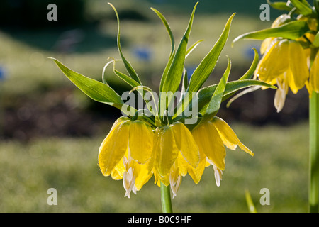 Kaiserkrone (Fritillaria Imperialis) Stockfoto