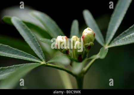 CHOISYA AZTEC PEARL Stockfoto