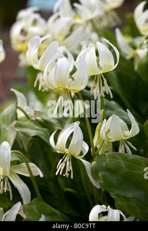 Des Hundes Zahn violett, Forelle lily Stockfoto