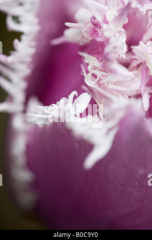 Weiße Fransen Blütenblätter der Tulipa Cummins Stockfoto