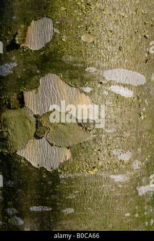 Rinde des Baumes Ahornblättrige Platane (Platanus X hispanica) Stockfoto