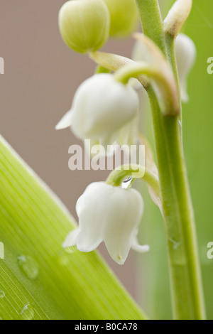 Lily Of The Valley Stockfoto