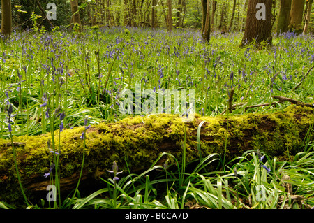 Saum, Heide und Wald Newstead - Staffordshire Wildlife Trust Stockfoto