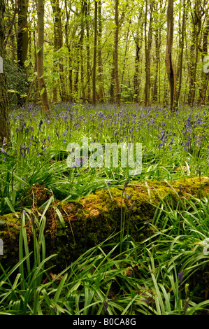 Saum, Heide und Wald Newstead - Staffordshire Wildlife Trust Stockfoto