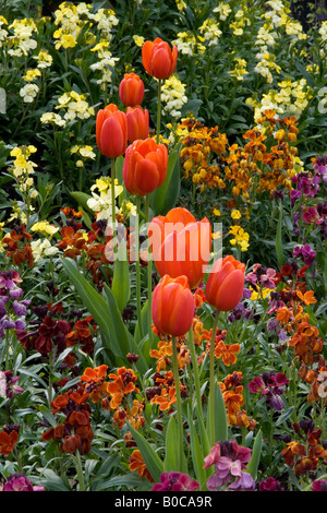 Anzeige von Tulpen und Mauerblümchen im Botanischen Garten Southport, Merseyside, England im Frühjahr 2008 übernommen. Stockfoto