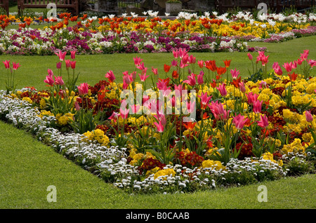 Anzeige von Tulpen und Primeln eingefasst mit Bellis Gänseblümchen, im Botanischen Garten Southport, Merseyside, England im Frühjahr 2008 übernommen. Stockfoto