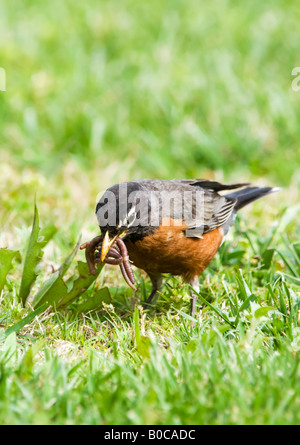 Eine männliche American Robin, Turdus Migratorius, sammelt Regenwürmer, zurück in sein Nest. Oklahoma, USA. Stockfoto