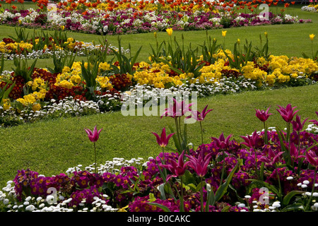 Blumenbeete in Southport Botanic Gardens mit Primeln, Tulpen und Bellis Gänseblümchen Frühling 20008 genommen. Stockfoto