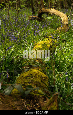 Log Stockfoto