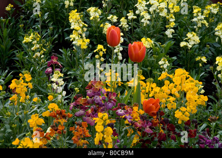 Anzeige von Tulpen und Mauerblümchen im Botanischen Garten Southport, Merseyside, England im Frühjahr 2008 übernommen. Stockfoto