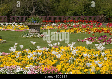 Anzeige von Tulpen und Primeln eingefasst mit Bellis Gänseblümchen, im Botanischen Garten Southport, Merseyside, England im Frühjahr 2008 übernommen. Stockfoto