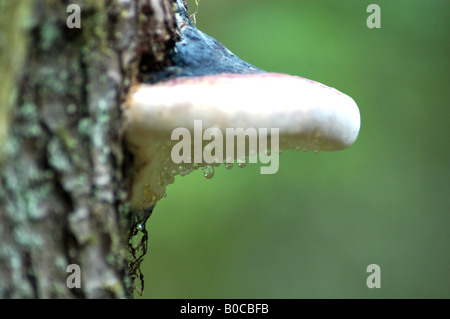 Fungs wachsen auf einer Kiefer Stockfoto