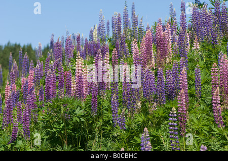 Lupine wächst am Fuße eines Hügels in Cape Breton, Nova Scotia. Stockfoto