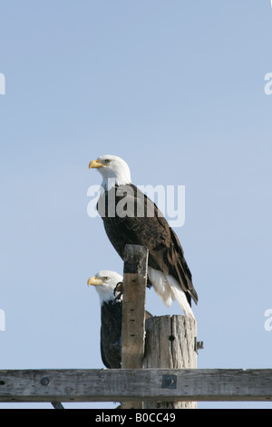 Zwei Weißkopfseeadler Haliaeetus Leucocephalus thront Stockfoto