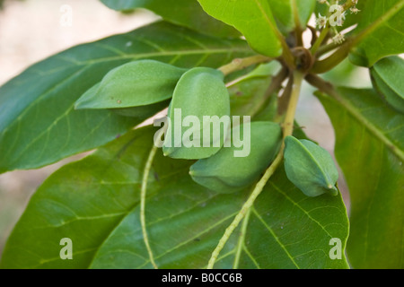 Tropische Mandel (Terminalia Catappa) Republik von Panama in Mittelamerika Stockfoto