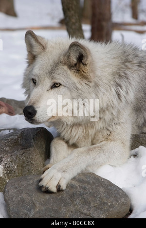 Timber Wolf Canis Lupus LYKAON liegen im Schnee Stockfoto