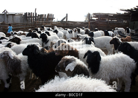 Mädchen und Schafe im Pferch, Mongolei Stockfoto