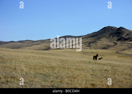 Przewalski Pferd in Khustain Nuruu National Park, Mongolei Stockfoto