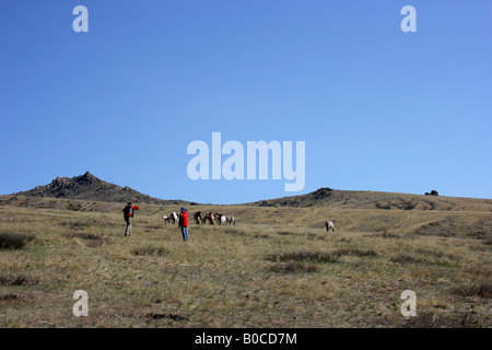 Przewalski Pferd in Khustain Nuruu National Park, Mongolei Stockfoto