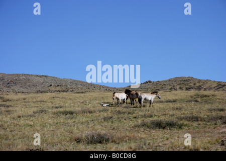 Przewalski Pferd in Khustain Nuruu National Park, Mongolei Stockfoto