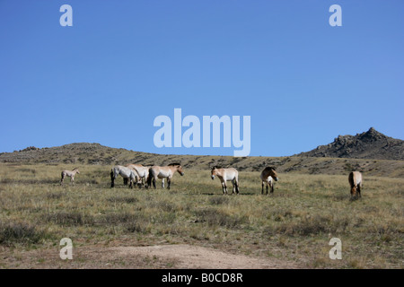 Przewalski Pferd in Khustain Nuruu National Park, Mongolei Stockfoto