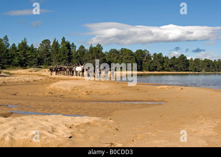 Rentier am Strand von Femunden (See Femunden), Hedmark, Østlandet, Norwegen Stockfoto