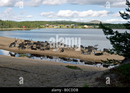 Rentier am Strand von Femunden (See Femunden), Hedmark, Østlandet, Norwegen Stockfoto