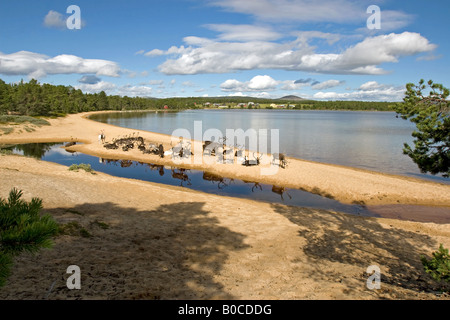 Rentier am Strand von Femunden (See Femunden), Hedmark, Østlandet, Norwegen Stockfoto