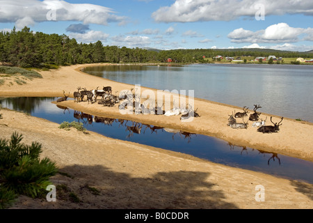 Rentier am Strand von Femunden (See Femunden), Hedmark, Østlandet, Norwegen Stockfoto