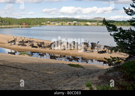 Rentier am Strand von Femunden (See Femunden), Hedmark, Østlandet, Norwegen Stockfoto