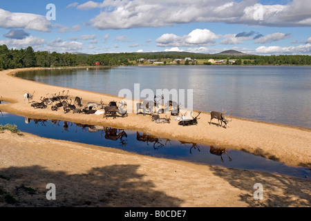 Rentier am Strand von Femunden (See Femunden), Hedmark, Østlandet, Norwegen Stockfoto