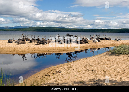 Rentier am Strand von Femunden (See Femunden), Hedmark, Østlandet, Norwegen Stockfoto