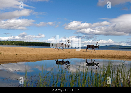 Rentier am Strand von Femunden (See Femunden), Hedmark, Østlandet, Norwegen Stockfoto