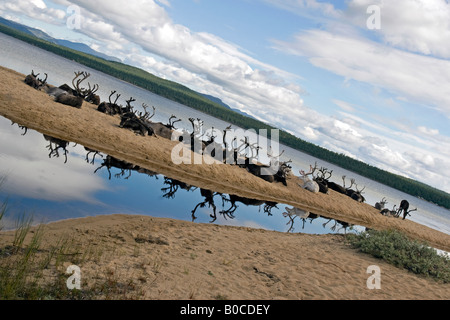 Rentier am Strand von Femunden (See Femunden), Hedmark, Østlandet, Norwegen Stockfoto