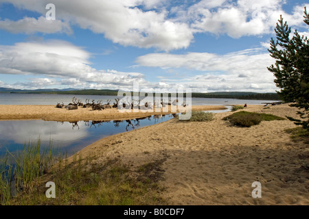 Rentier am Strand von Femunden (See Femunden), Hedmark, Østlandet, Norwegen Stockfoto