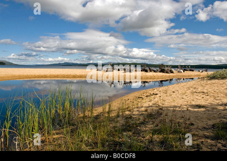 Rentier am Strand von Femunden (See Femunden), Hedmark, Østlandet, Norwegen Stockfoto