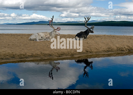 Rentier am Strand von Femunden (See Femunden), Hedmark, Østlandet, Norwegen Stockfoto